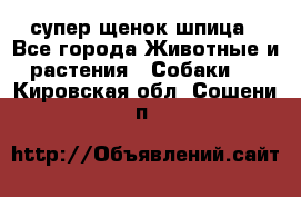 супер щенок шпица - Все города Животные и растения » Собаки   . Кировская обл.,Сошени п.